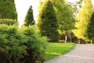 Picturesque landscape with brick path on sunny day. Gardening idea