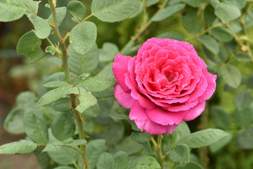 Red rose is blooming. Plant care. Beautiful flowers.