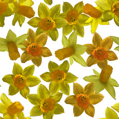 yellow daffodils. seamless pattern.