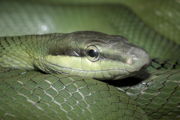 The snake