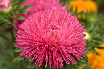 Asters bloom in the garden. Plant care. Beautiful flowers.
