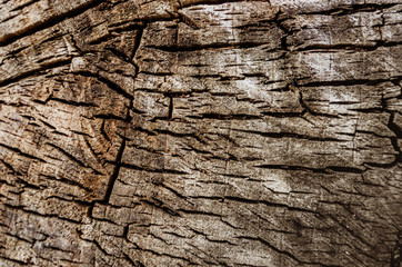 Abstract texture - a slice of wood. Old cracked tree cut. Grunge element.