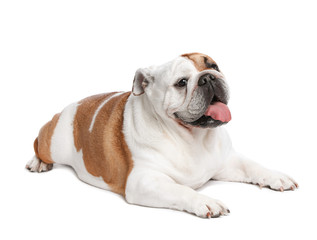 Obraz premium Adorable funny English bulldog on white background