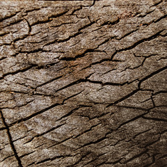 Abstract texture - a slice of wood. Old cracked tree cut. Grunge element.