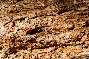 Abstract texture - a slice of wood. Old cracked tree cut. Grunge element.