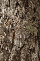 Naklejka premium Abstract texture - tree bark. Tree bark in the forest in natural sunlight.