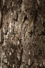 Abstract texture - tree bark. Tree bark in the forest in natural sunlight.