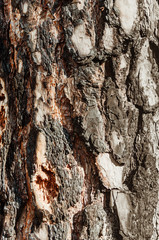 Abstract texture - tree bark. Tree bark in the forest in natural sunlight.