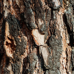 Abstract texture - tree bark. Tree bark in the forest in natural sunlight.