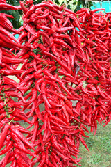 Naklejka premium Dry ripe red pepper outdoors.The local variety of hot pepper from which they get seasoning - adjika. Abkhazia