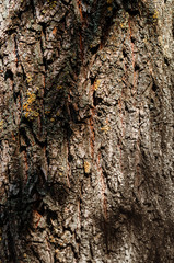Abstract texture - tree bark. Tree bark in the forest in natural sunlight.
