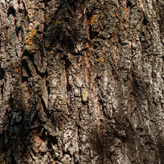Abstract texture - tree bark. Tree bark in the forest in natural sunlight.