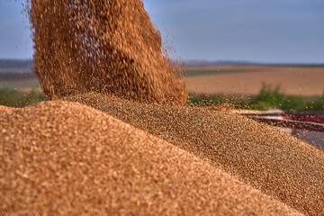 Close up view of combine harvester pouring a tractor-trailer with sorghum during harvesting. Harvest season sorghum in summer. - obrazy, fototapety, plakaty