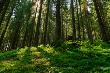 Pine forest with moss