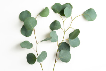 Fototapeta na wymiar Isolated Eucalyptus leaves with Branch, 
