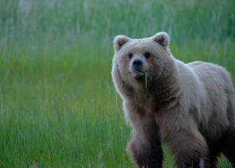A Young Brown Bear Gazes Nervously into the Distance