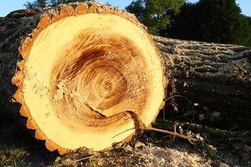 Closeup of tree trunks. Wood texture. Torso with annual rings. Destruction of trees.