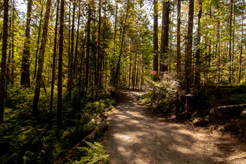 Obraz premium Thick forest path on the way to Englishman river falls, Vancouver Island, BC
