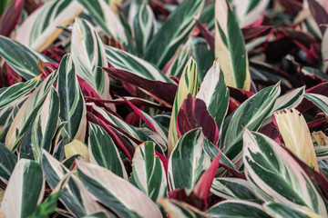 Naklejka na ściany i meble Colorful Aglaonema plants on pot in the garden.Close up leaves background.
