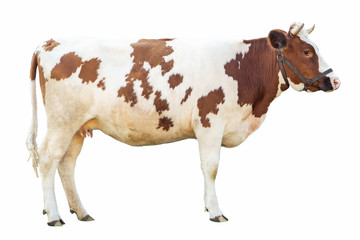 cow on a white background on a farm, farm animal, beautiful cow