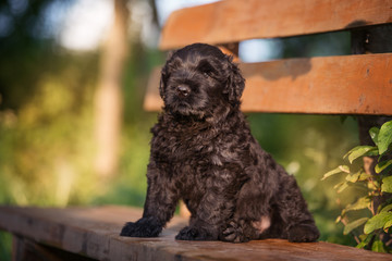 Puppy Russian black terrier in nature