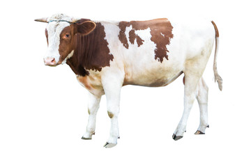 huge strong beautiful bull on a white background on a farm, farm animal, big bull