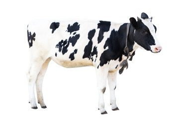 black and white cow on a white background on a farm, farm animal, beautiful cow