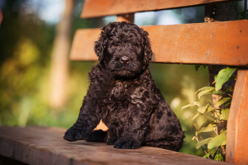 Puppy Russian black terrier in nature