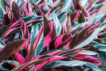 Colorful Aglaonema plants on pot in the garden.Close up leaves background.