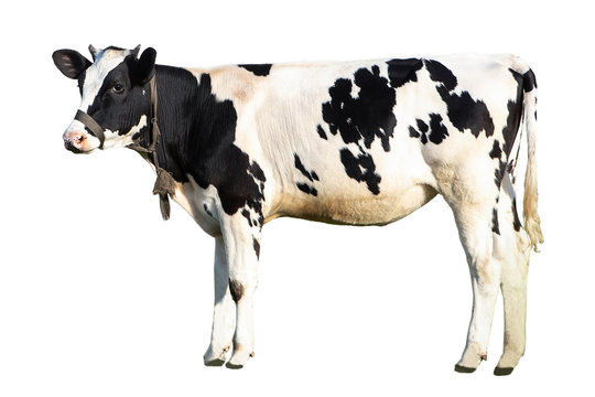 black and white cow on a white background on a farm, farm animal, beautiful cow