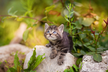 Naklejka na ściany i meble Cute kitten sits on stones in flowers