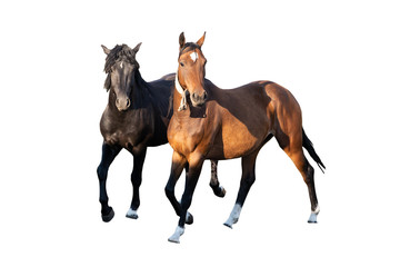 two beautiful strong young horses black and brown isolated on a white background on a farm, farm animal, wonderful horses
