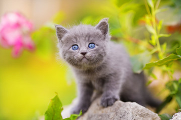 Cute kitten sits on stones in flowers
