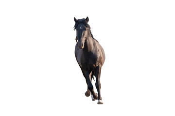 black beautiful young strong racehorse galloping she is isolated on a white background, farm...