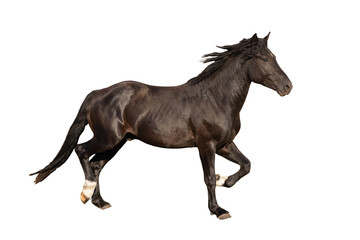 black beautiful young strong racehorse galloping she is isolated on a white background, farm...