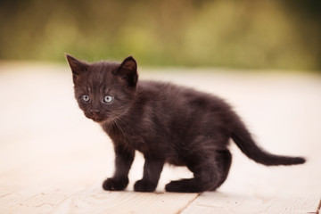 Cute kitten sits by the boards at sunset © Dixi_