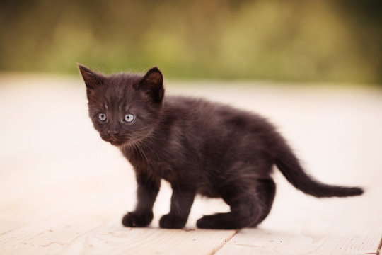 Cute kitten sits by the boards at sunset