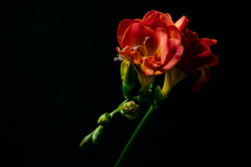 Freesia flowers close-up image