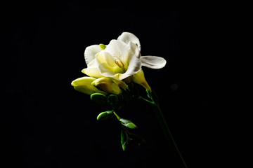 White freesia flowers on dark background
