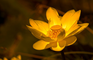 yellow waterlily flower in water