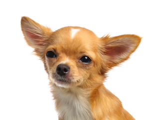 Cute small Chihuahua dog on white background