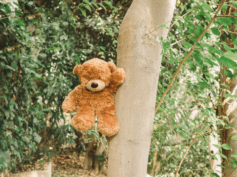 Brown teddy bear, sitting comfortably in a tree as if it had a life of its own.