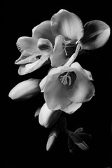 Freesia flowers black-and-white