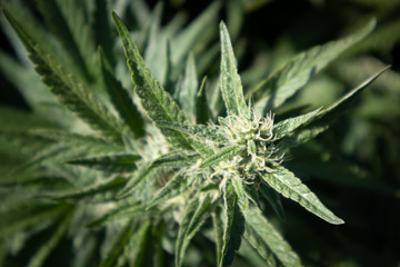 Marijuana Plants Budding in Garden