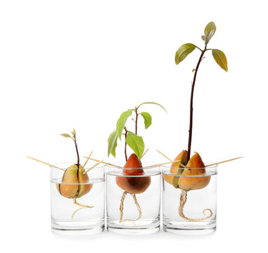Glasses with sprouting avocado pits on white background