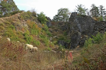 Blick in das Naturschutzgebiet Blaue Kuppe mit Rhönschafen