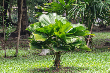 Licuala palm tree in a garden.Ruffled Fan palm,Palas payung,Vanuatu palm or ARECACEAE...