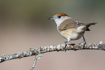 Female Blackcap (Sylvia atricapilla) perched on a blurred background, Spain