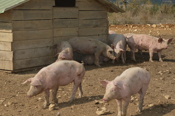 Pigs in their natural surroundings ( south of france )