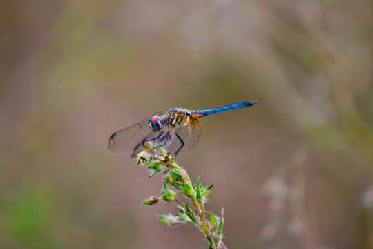 Colorful blue dragonfly on green plant